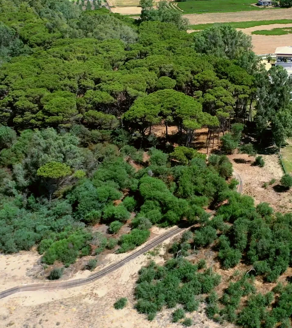 The pine forest between the beach and the resort, from the hotel's drone film